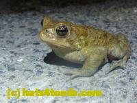 /home//u458753944/public_html/sourcegallery///////Roxborough Toad Detour/2013-2019/2013/2013-04-09/P1120195.JPG